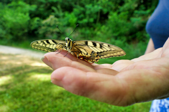 Swallowtail Butterfly ( Papilio machaon) resting on a hand