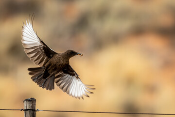 Female Ant-eating Chat (Swartpiek) (Myrmecocichla formicivore) in the Kgalagadi Transfrontier Park