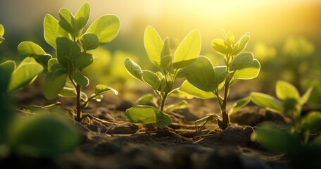 Fototapeta na wymiar Young Plants in Sunlight - Symbol of Growth