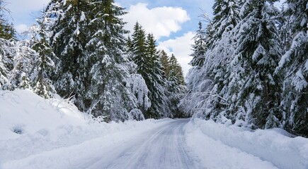 Fototapeta na wymiar empty frozen winter forest in the snow 