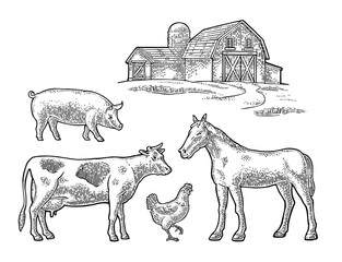 Organic farm. Cow, pig, chicken and horse free range. Vintage black vector engraving illustration for info graphic, poster, web. Isolated on white