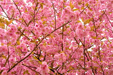 Pink cherry blossoms in garden outdoors close up. Toning pink. High quality photo