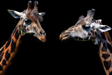 Giraffe (Giraffa camelopardalis) is an African even-toed ungulate mammal, the tallest of all extant...