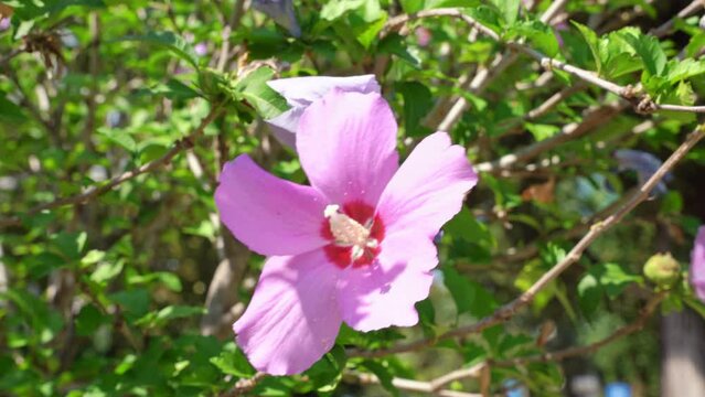Bush with bright hibiscus flowers swaying from slight wind blowing on warm summer day. Bright plant flutters from wind in sunlight