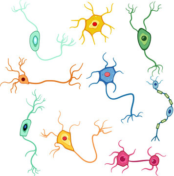 neurons set cartoon. cell system, nerve synapse, structure human neurons sign. isolated symbol vector illustration