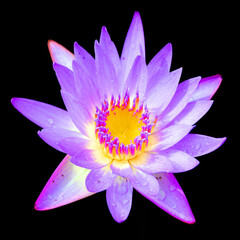 Water lily. Nymphaeaceae is a family of flowering plants. Members of this family are commonly called water lilies