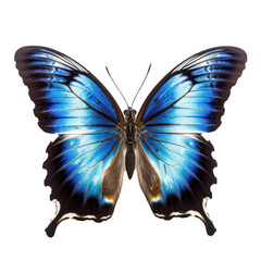 Blue clipper butterfly isolated on white.