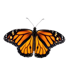 Monarch butterfly isolated on transparent background. 