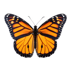 Monarch butterfly on transparent background. Butterfly collection concept. 