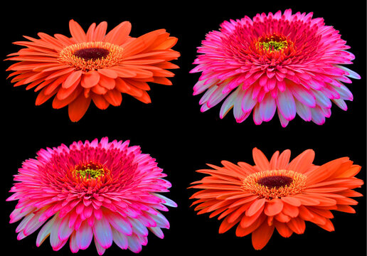 Coreopsis is a genus of flowering plants in the family Asteraceae. Common names include calliopsis and tickseed, a name shared with various other plants.