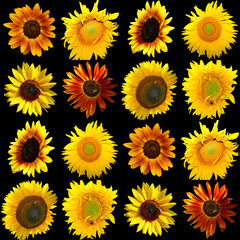 Sunflower is an annual plant native to the Americas. It possesses a large inflorescence, and its name is derived from the flower's shape and image which is often used to depict the sun