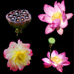 Lotus flower.Nelumbo nucifera, known by a number of names including Indian Lotus, Sacred Lotus, Bean of India, or simply Lotus, is a plant in the monogeneric family Nelumbonaceae.