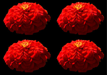 Zinnia is a genus of plants of the sunflower tribe within the daisy family. They are native to...