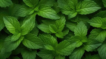 fresh greenery peppermint leaf background, natural medicine herb