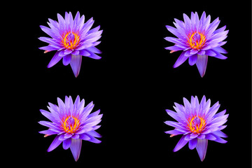 Water lily. Nymphaeaceae is a family of flowering plants. Members of this family are commonly called water lilies © Daniel Meunier