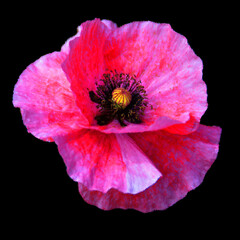 A poppy is a flowering plant in the subfamily Papaveroideae of the family Papaveraceae. Poppies are herbaceous plants, often grown for their colorful flowers.
