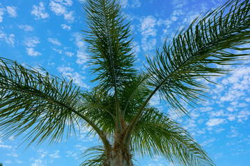 Looking up through the fronds of a palm tree.