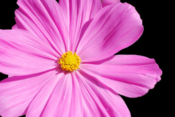 Cosmos bipinnatus, commonly called the garden cosmos or Mexican aster, is a medium-sized flowering...