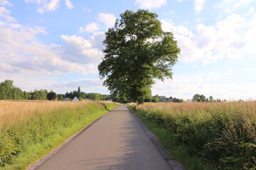 Fototapeta na wymiar Weite Felder im Sommer in Menden im Sauerland