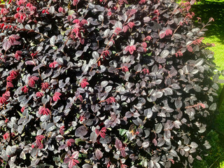 Red foliage on a Loropetalum chinense or Chinese fringe flower plant