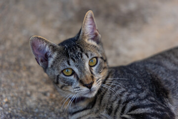 portrait brown cat lying on the ground i