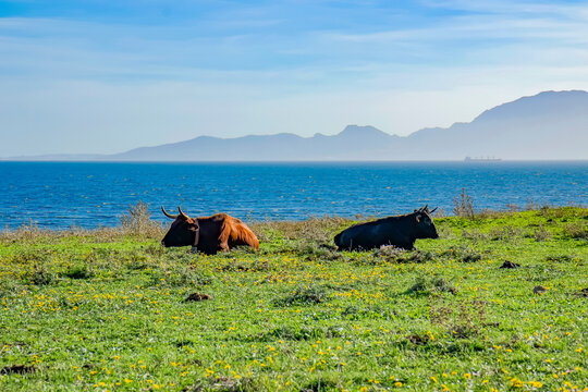 vacas al sol