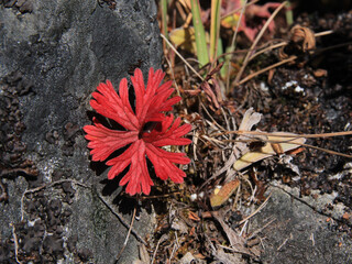 Bright red plant growing in high altitude, Nepal.