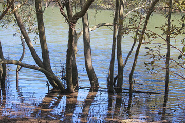 Fototapeta premium Grey Mangrove Trees growing along the water line of the cooks river. Avicennia marina 