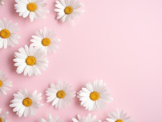 Minimalistic Superb Watercolor Illustration of White Daisy Chamomile Flowers on Pale Pink Background AI Generated