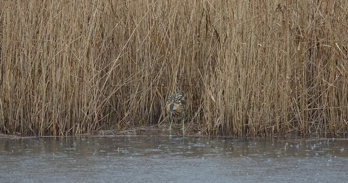 eurasian bitterns in the rain