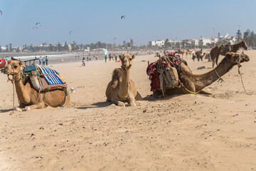 Fototapeta premium Morocco Essaouira travel