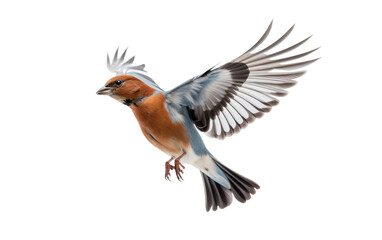Chaffinch Majesty Unveiled Isolated on Transparent Background PNG.