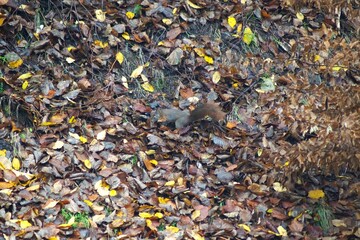 A squirrel looking for food in autumn