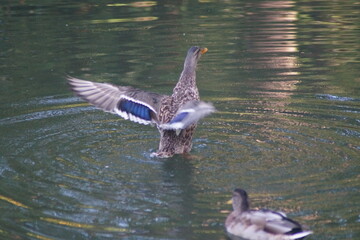 a mallard flaps its wings in the water