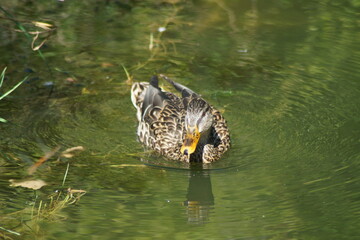 a mallard swims in a duck pond
