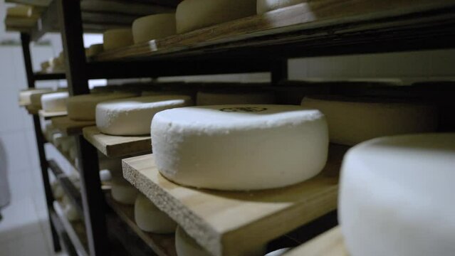 Serra Da Canastra Cheese That Is Being Cured In A Cellar