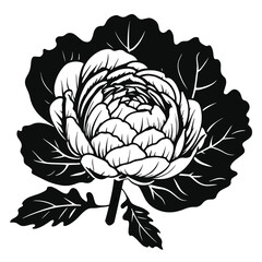 Cabbage silhouettes and icons. Black flat color simple elegant white background Cabbage vegetable vector and illustration.
