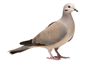 Isolated Collared Dove Beauty Isolated on Transparent Background PNG.