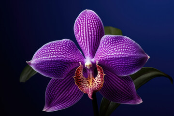 Plant tropical purple flower nature blooming pink beauty closeup orchid blossom - Powered by Adobe