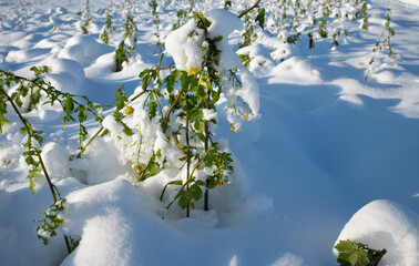 Green plants that grow as green manure in a field are covered with frost and snow in winter. - obrazy, fototapety, plakaty
