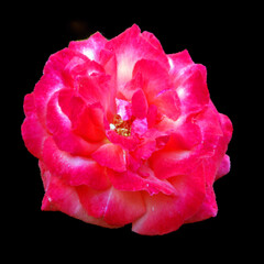 A rose is a woody perennial flowering plant of the genus Rosa, in the family Rosaceae, or the...