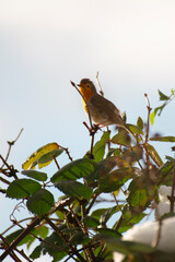 The European robin, a small cute bird with red breast, perching on a tree with green leaves singing. Blue sky in the background. Sunny autumn day in nature. High quality photo