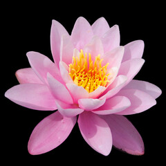 Water lily. Nymphaeaceae is a family of flowering plants. Members of this family are commonly called water lilies