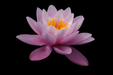 Water lily. Nymphaeaceae is a family of flowering plants. Members of this family are commonly called water lilies - obrazy, fototapety, plakaty