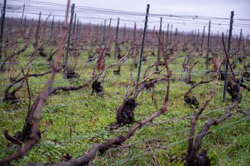 Winter time on Champagne grand cru vineyards near Verzenay village, rows of old grape vines without...