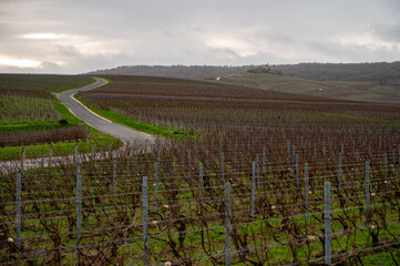 Fototapeta na wymiar Winter time on Champagne grand cru vineyards near Verzenay and Mailly, rows of old grape vines without leave, green grass, wine making in France