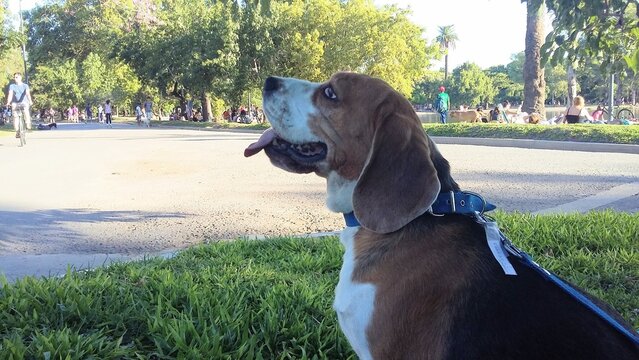 BEAGLE