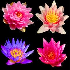 Water lily. Nymphaeaceae is a family of flowering plants. Members of this family are commonly called water lilies