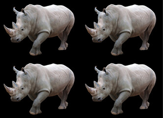 The white rhinoceros or square-lipped rhinoceros is the largest extant species of rhinoceros.  It has a wide mouth used for grazing and is the most social of all rhino species - obrazy, fototapety, plakaty