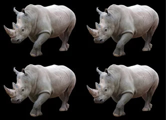 Zelfklevend Fotobehang The white rhinoceros or square-lipped rhinoceros is the largest extant species of rhinoceros.  It has a wide mouth used for grazing and is the most social of all rhino species © Daniel Meunier